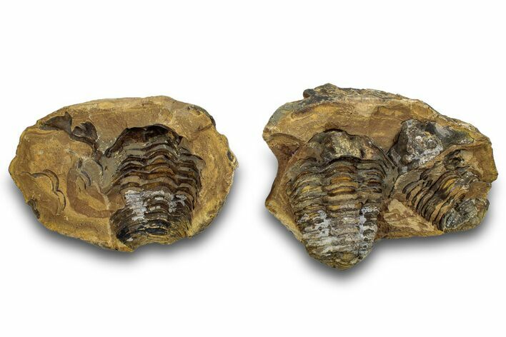 Fossil Calymene Trilobites In Nodule (Pos/Neg) - Morocco #255125